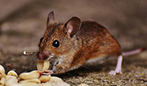 24 Hour & Emergency Exterminators in Mifflinville, PA